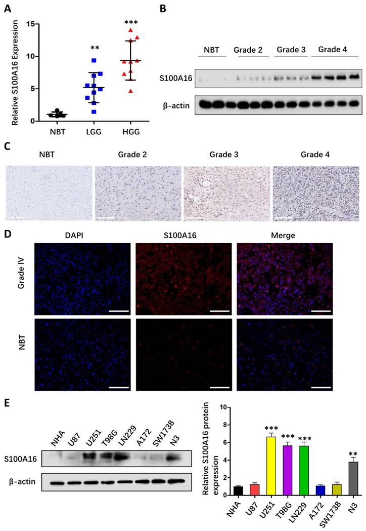 Int J Biol Sci Image