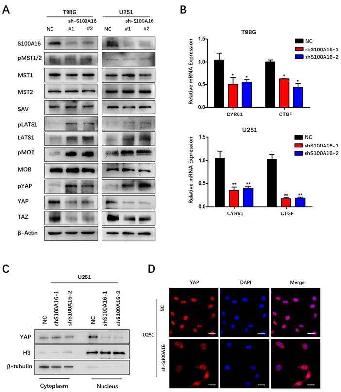 Int J Biol Sci Image