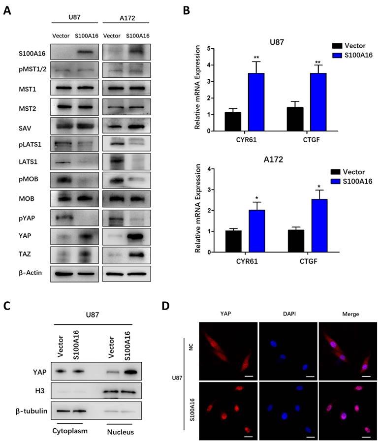 Int J Biol Sci Image