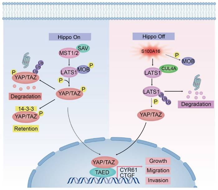 Int J Biol Sci Image