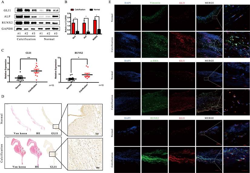 Int J Biol Sci Image