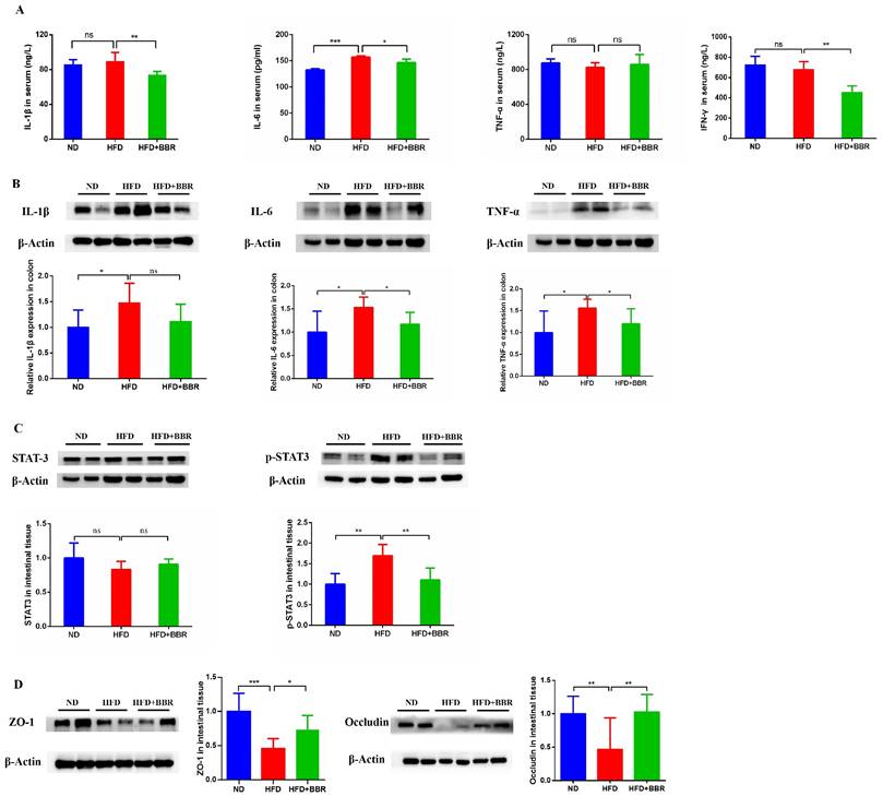 Int J Biol Sci Image