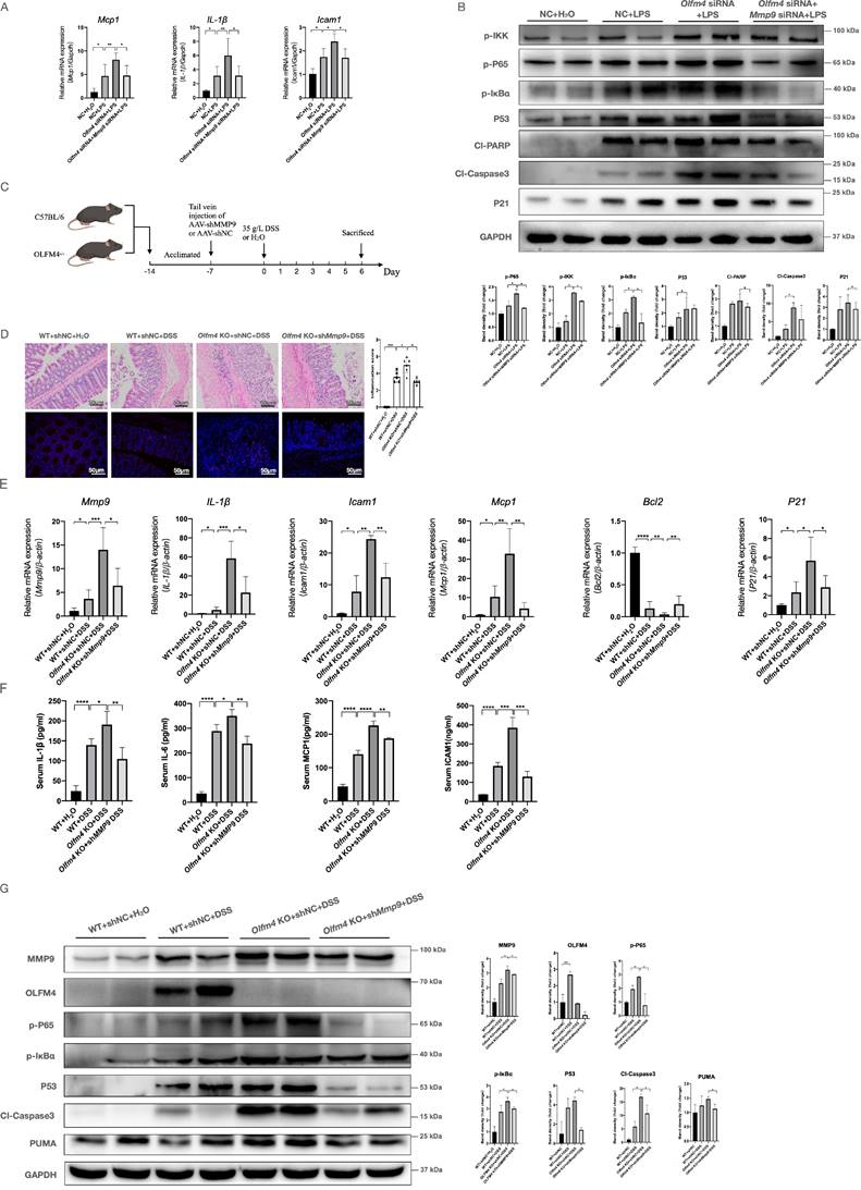 Int J Biol Sci Image