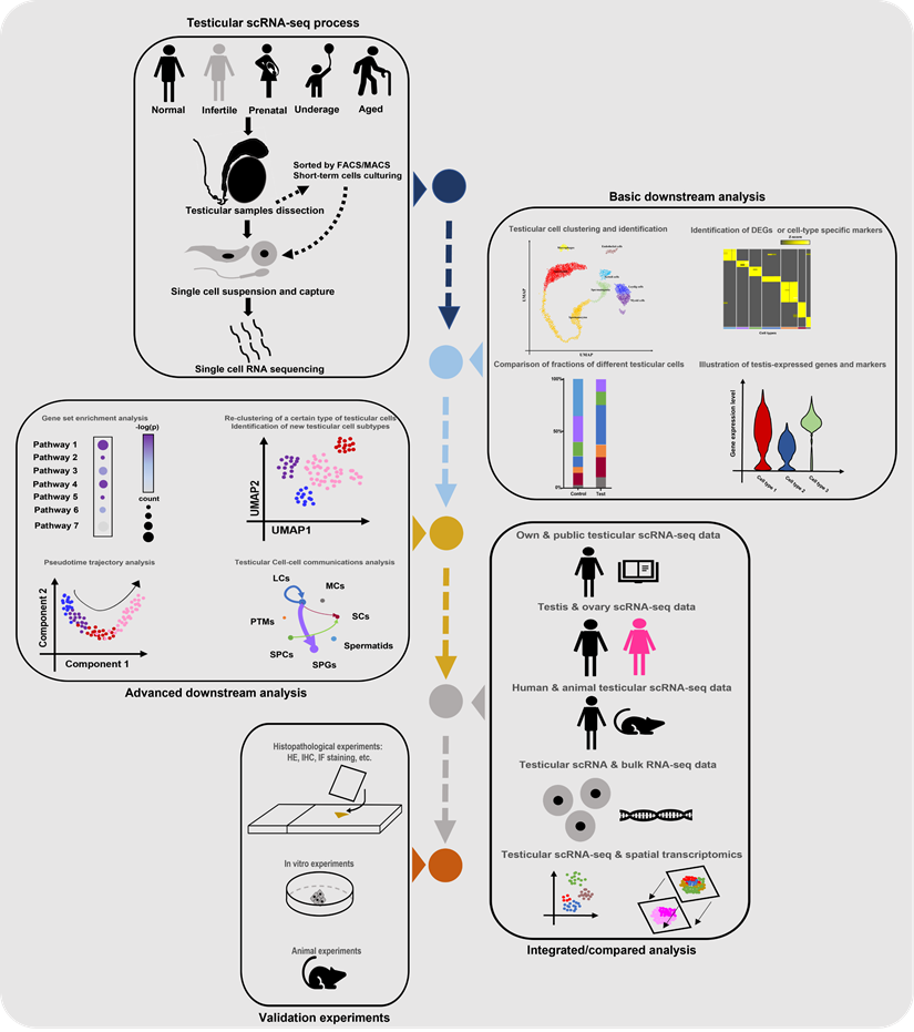 Int J Biol Sci Image