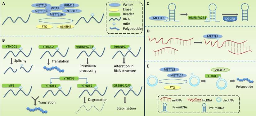 Int J Biol Sci Image