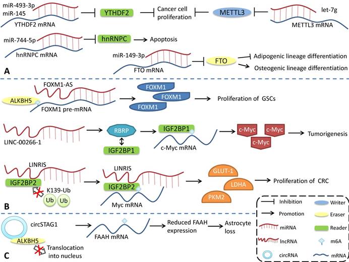 Int J Biol Sci Image