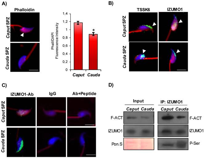 Int J Biol Sci Image