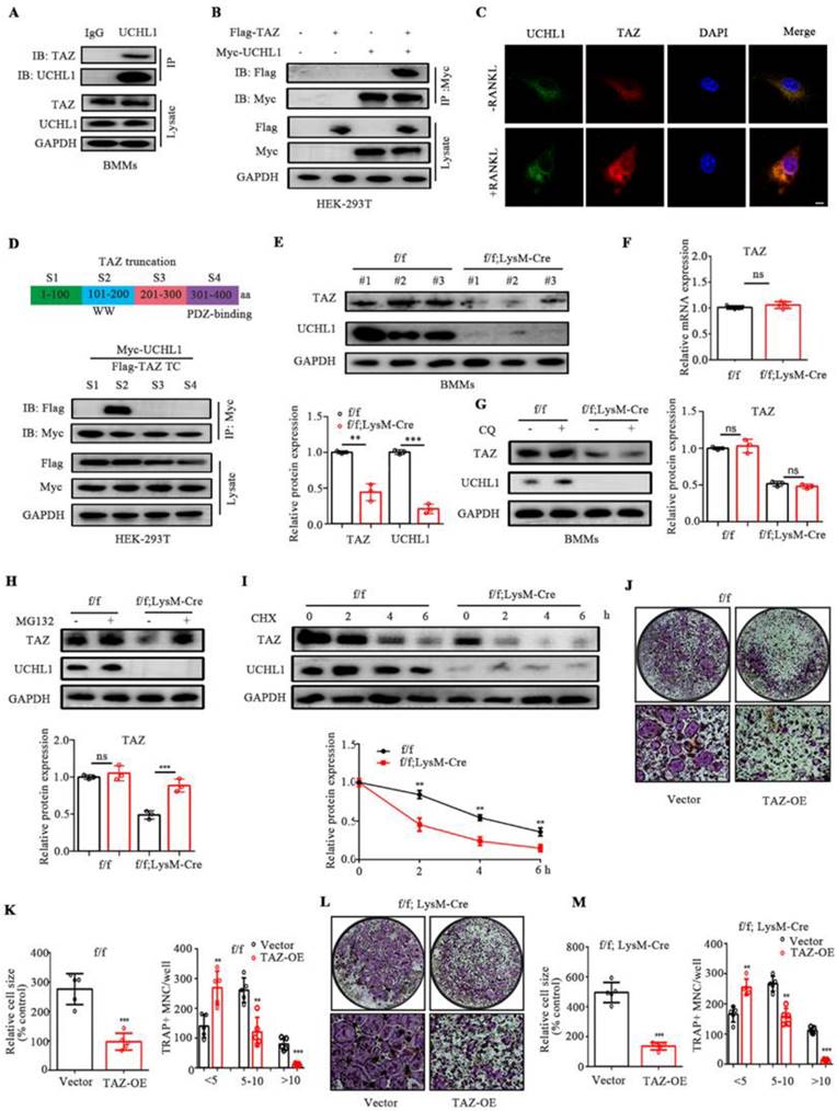 Int J Biol Sci Image