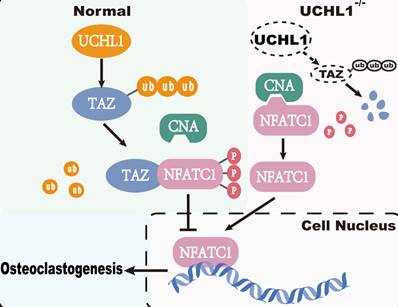 Int J Biol Sci Image