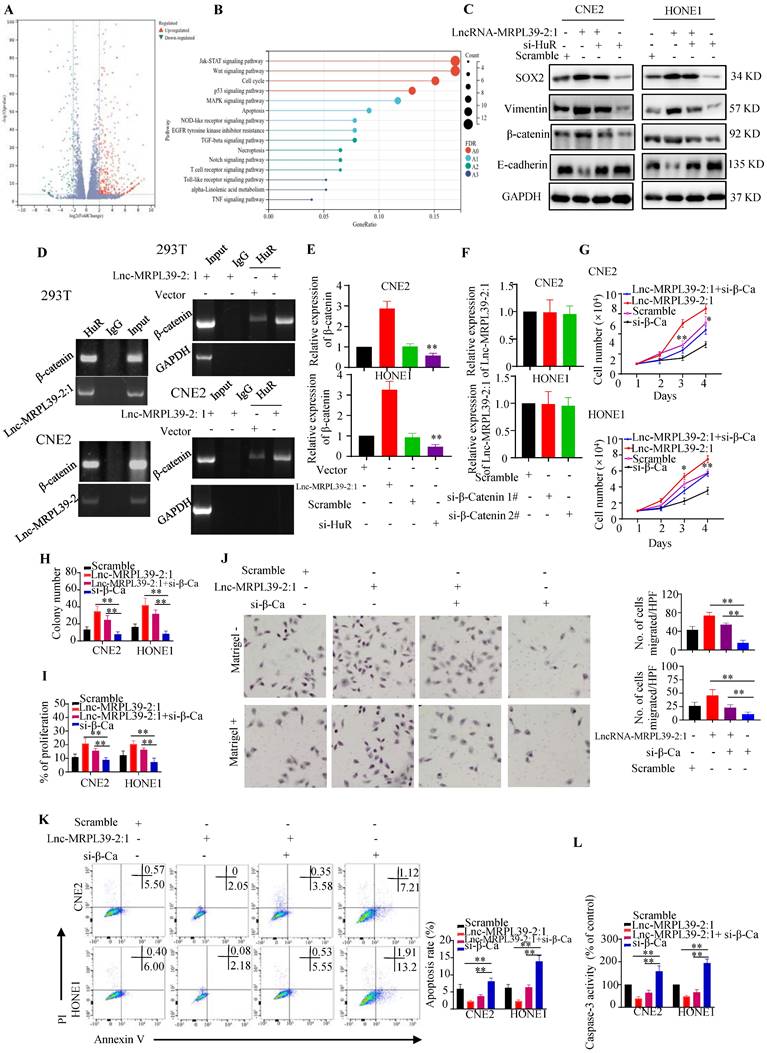 Int J Biol Sci Image