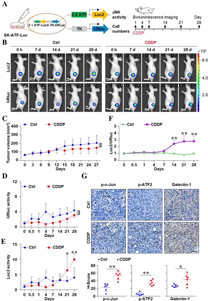 Int J Biol Sci Image