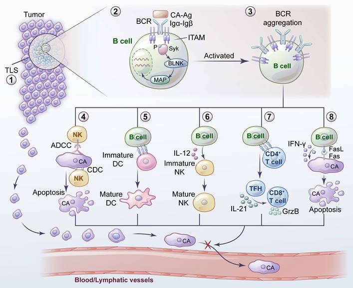 Int J Biol Sci Image