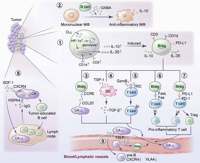 Int J Biol Sci Image