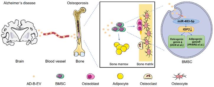 Int J Biol Sci Image