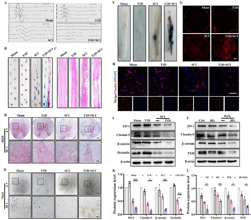 Int J Biol Sci Image