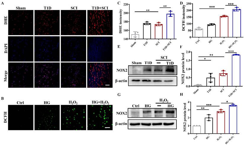 Int J Biol Sci Image