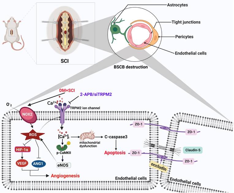 Int J Biol Sci Image