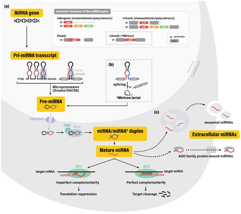 Int J Biol Sci Image