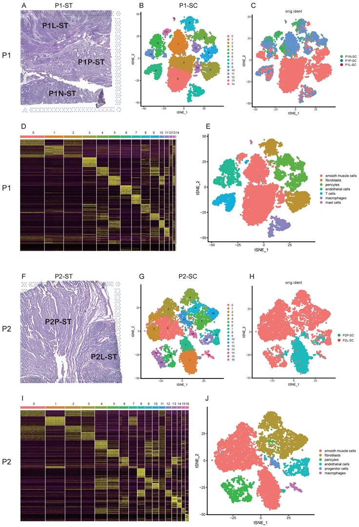 Int J Biol Sci Image