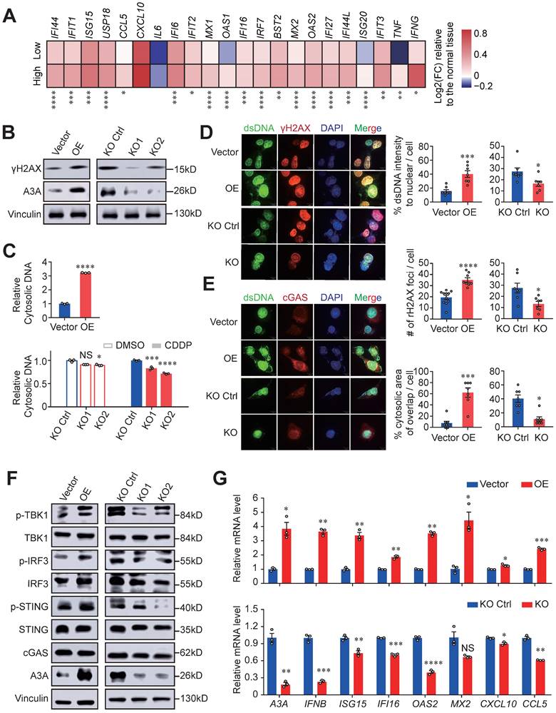 Int J Biol Sci Image