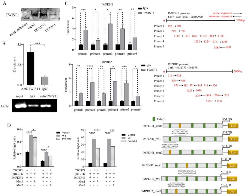 Int J Biol Sci Image