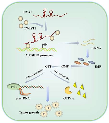 Int J Biol Sci Image