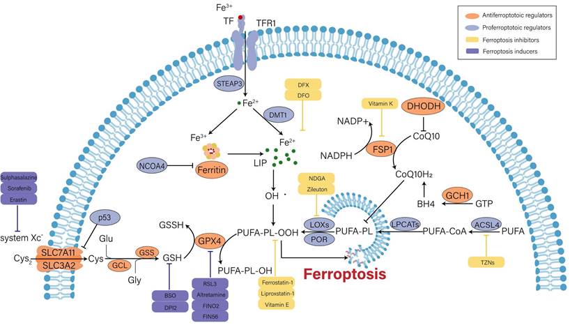 Int J Biol Sci Image