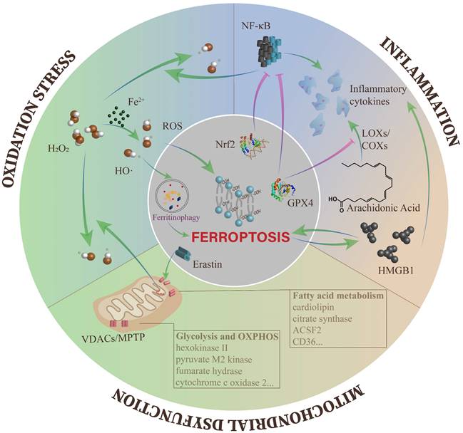 Int J Biol Sci Image