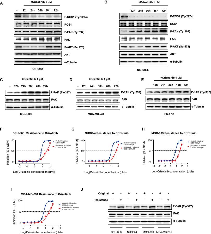 Int J Biol Sci Image