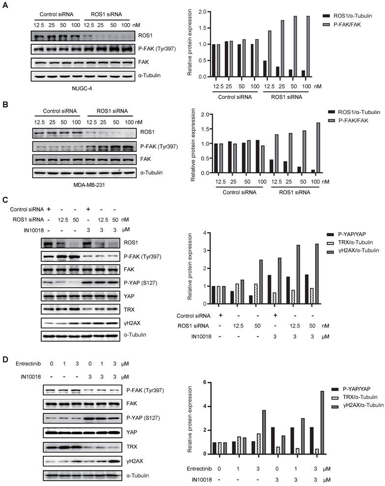 Int J Biol Sci Image