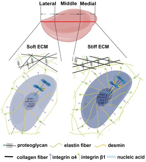 Int J Biol Sci Image