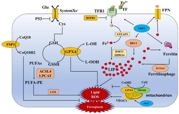 Int J Biol Sci Image