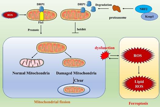 Int J Biol Sci Image