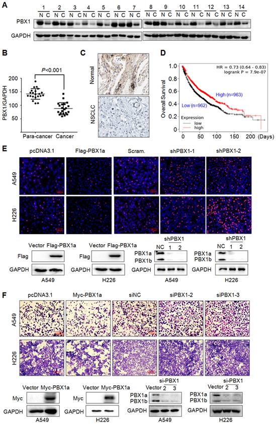 Int J Biol Sci Image