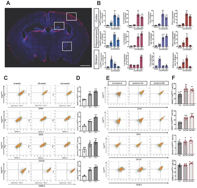 Int J Biol Sci Image