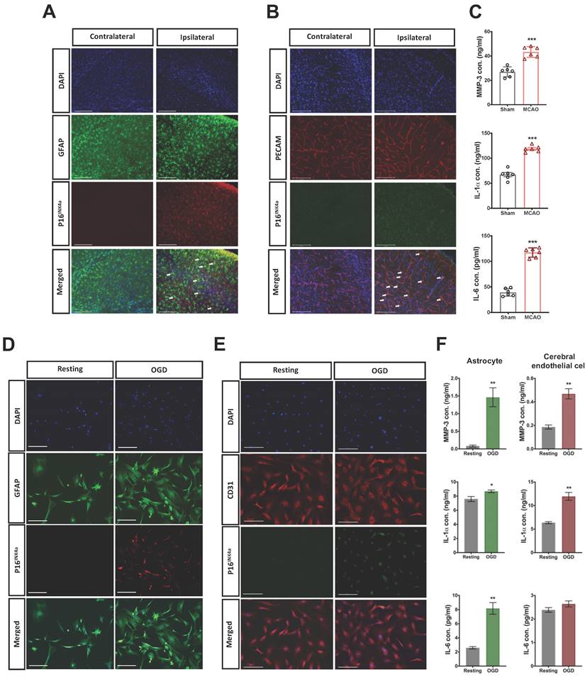 Int J Biol Sci Image