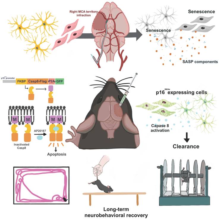 Int J Biol Sci Image