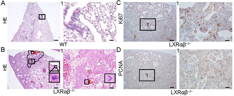 Int J Biol Sci Image