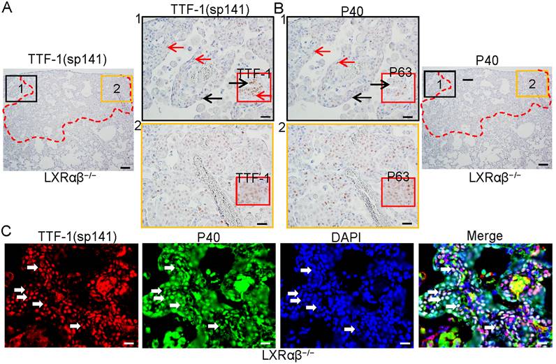 Int J Biol Sci Image