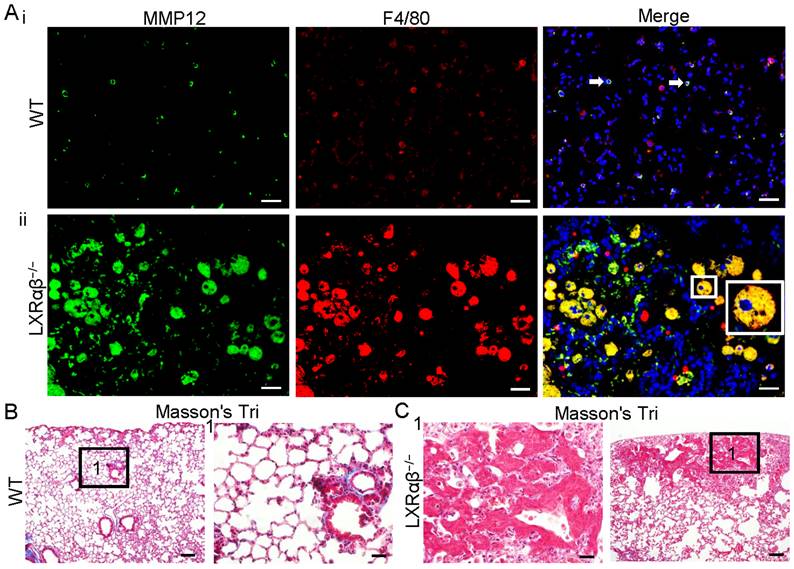 Int J Biol Sci Image