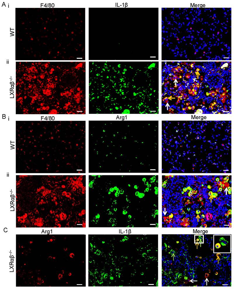 Int J Biol Sci Image