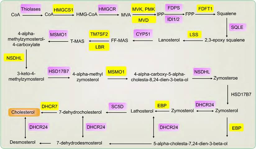 Int J Biol Sci Image