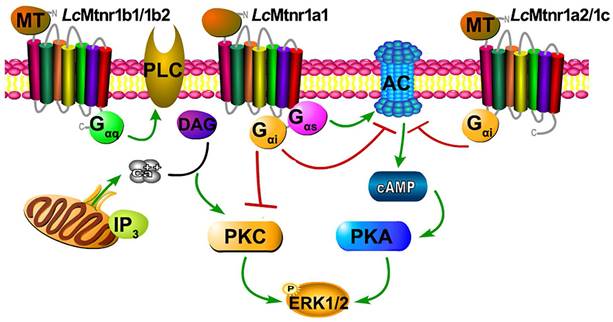 Int J Biol Sci Image