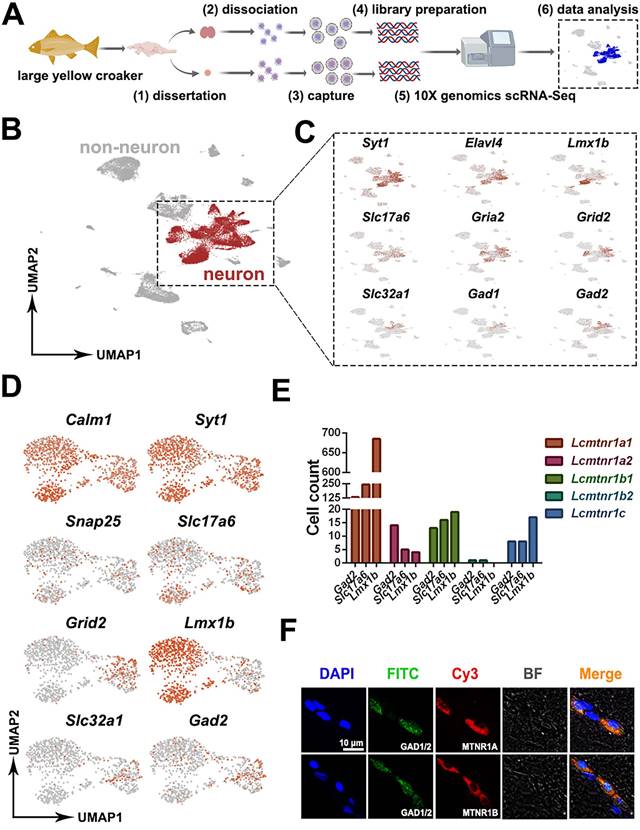 Int J Biol Sci Image