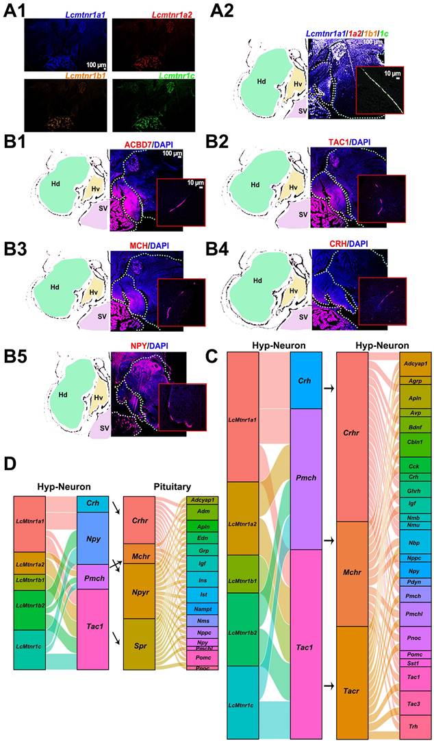 Int J Biol Sci Image