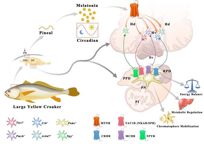 Int J Biol Sci Image