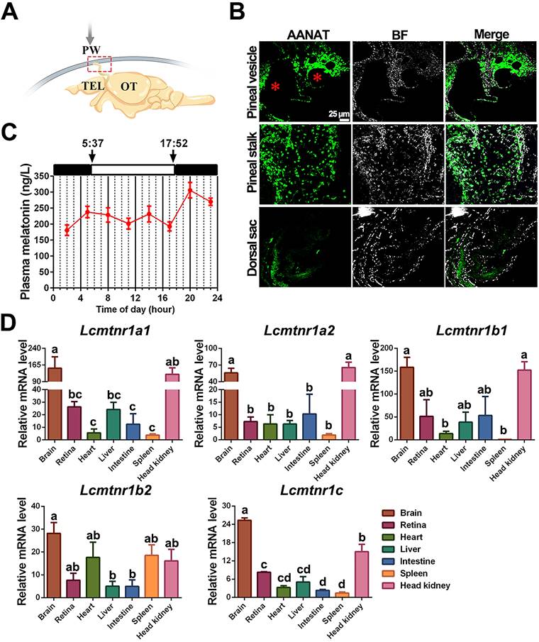 Int J Biol Sci Image