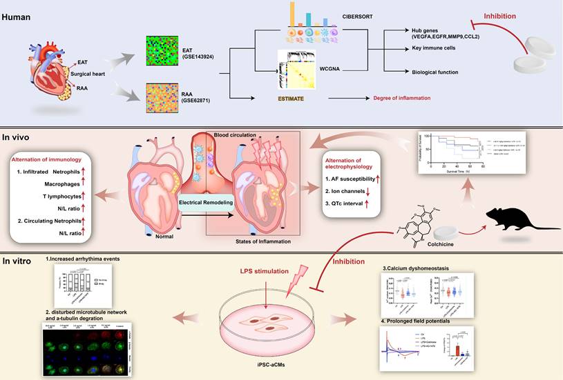 Int J Biol Sci Image