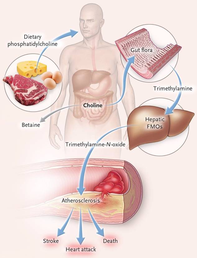 Int J Biol Sci Image