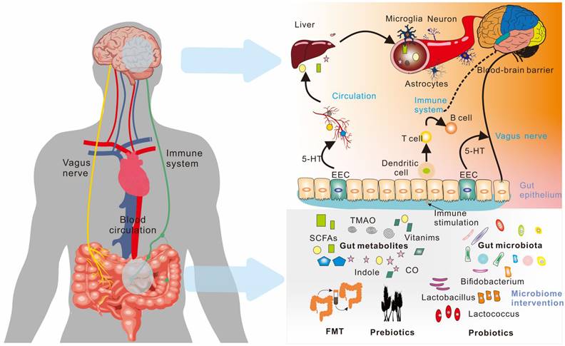 Int J Biol Sci Image